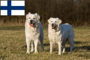 Read more about the article Slovensky Cuvac breeders and puppies in Finland