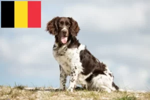 Read more about the article Small Münsterländer breeder and puppies in Belgium