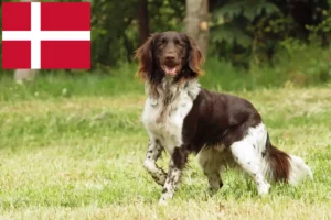 Read more about the article Small Münsterländer breeder and puppies in Denmark