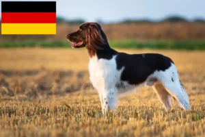 Read more about the article Small Münsterländer breeders and puppies in Germany