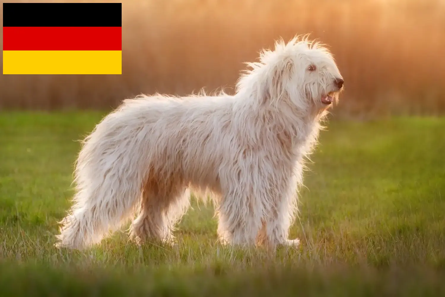 Read more about the article South Russian Ovtcharka breeders and puppies in Germany