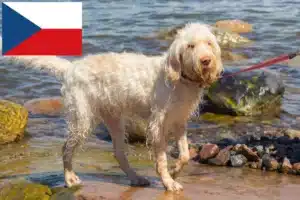 Read more about the article Spinone Italiano breeders and puppies in the Czech Republic