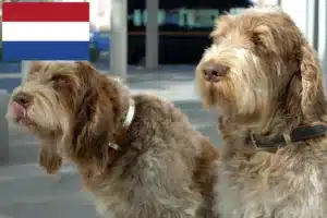 Read more about the article Spinone Italiano breeders and puppies in Netherlands