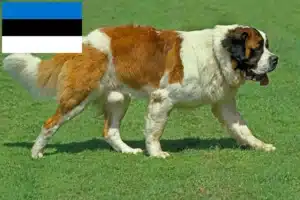 Read more about the article St. Bernard breeders and puppies in Estonia