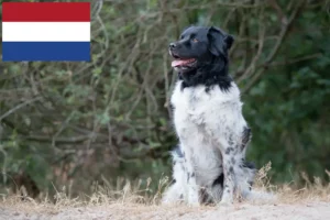 Read more about the article Stabij breeders and puppies in the Netherlands