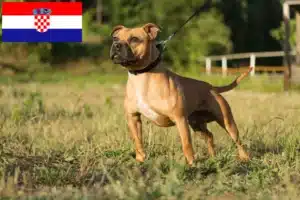 Read more about the article Staffordshire Bull Terrier breeders and puppies in Croatia