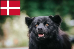 Read more about the article Swedish Lapphund breeders and puppies in Denmark