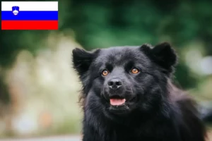 Read more about the article Swedish Lapphund breeders and puppies in Slovenia