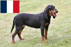 Read more about the article Swiss running dog breeders and puppies in France