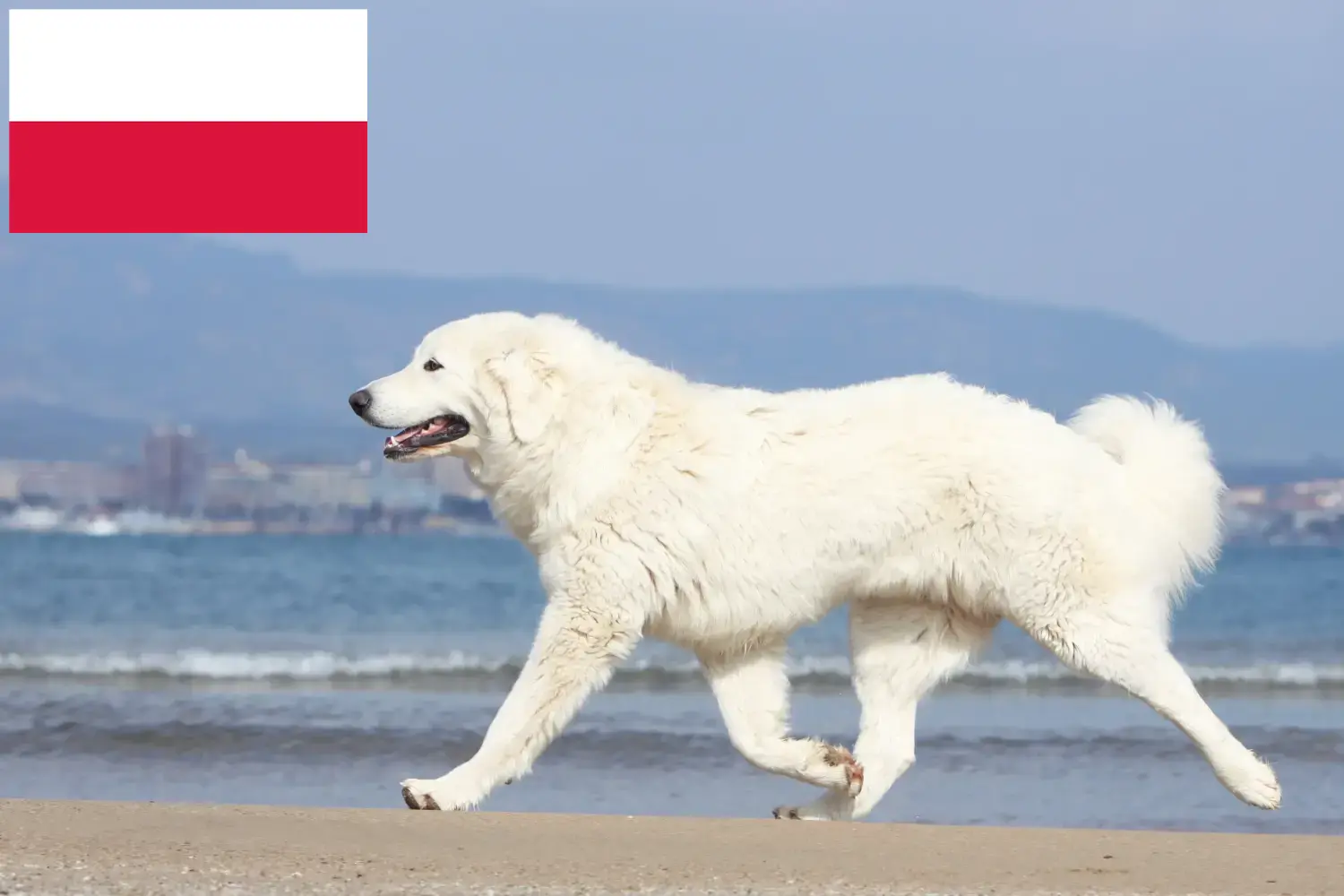 Read more about the article Tatra Sheepdog breeders and puppies in Poland