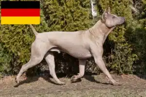 Read more about the article Thai Ridgeback breeders and puppies in Germany