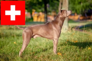 Read more about the article Thai Ridgeback breeders and puppies in Switzerland