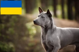 Read more about the article Thai Ridgeback breeders and puppies in Ukraine