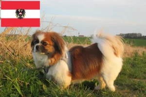 Read more about the article Tibetan Spaniel breeders and puppies in Austria