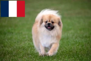 Read more about the article Tibetan Spaniel breeders and puppies in France