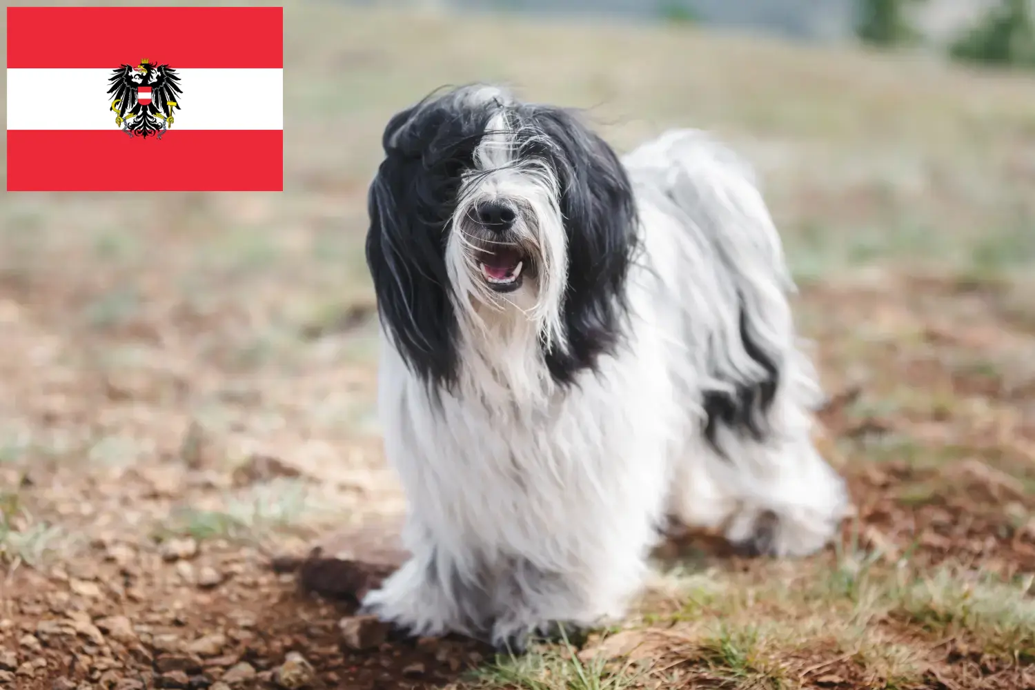 Read more about the article Tibetan Terrier breeders and puppies in Austria