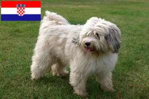 Read more about the article Tibetan Terrier breeders and puppies in Croatia