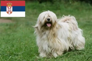 Read more about the article Tibetan Terrier breeders and puppies in Serbia