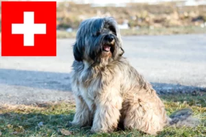 Read more about the article Tibetan Terrier breeders and puppies in Switzerland