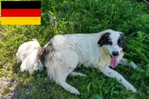 Read more about the article Tornjak breeders and puppies in Germany