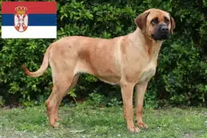Read more about the article Tosa breeders and puppies in Serbia