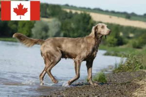 Read more about the article Weimaraner breeders and puppies in Canada