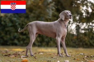 Read more about the article Weimaraner breeders and puppies in Croatia