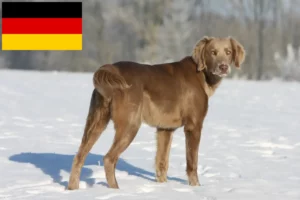 Read more about the article Weimaraner breeders and puppies in Germany