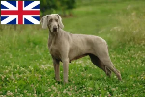 Read more about the article Weimaraner breeders and puppies in Great Britain