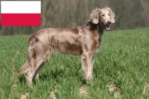 Read more about the article Weimaraner breeders and puppies in Poland