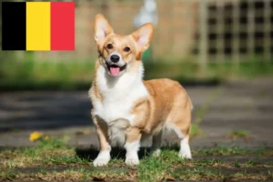 Read more about the article Welsh Corgi breeders and puppies in Belgium