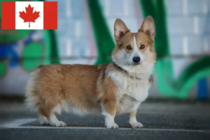 Read more about the article Welsh Corgi breeders and puppies in Canada