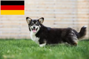 Read more about the article Welsh Corgi breeders and puppies in Germany