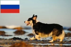 Read more about the article Welsh Corgi breeders and puppies in Russia