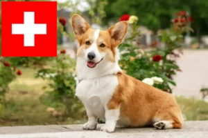 Read more about the article Welsh Corgi breeders and puppies in Switzerland