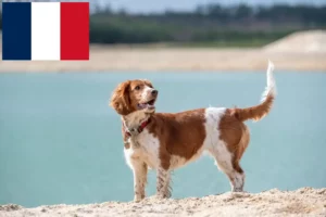 Read more about the article Welsh Springer Spaniel breeders and puppies in France