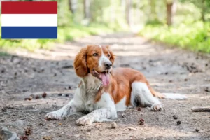 Read more about the article Welsh Springer Spaniel breeders and puppies in the Netherlands