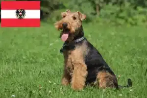 Read more about the article Welsh Terrier breeders and puppies in Austria