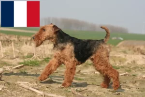Read more about the article Welsh Terrier breeders and puppies in France