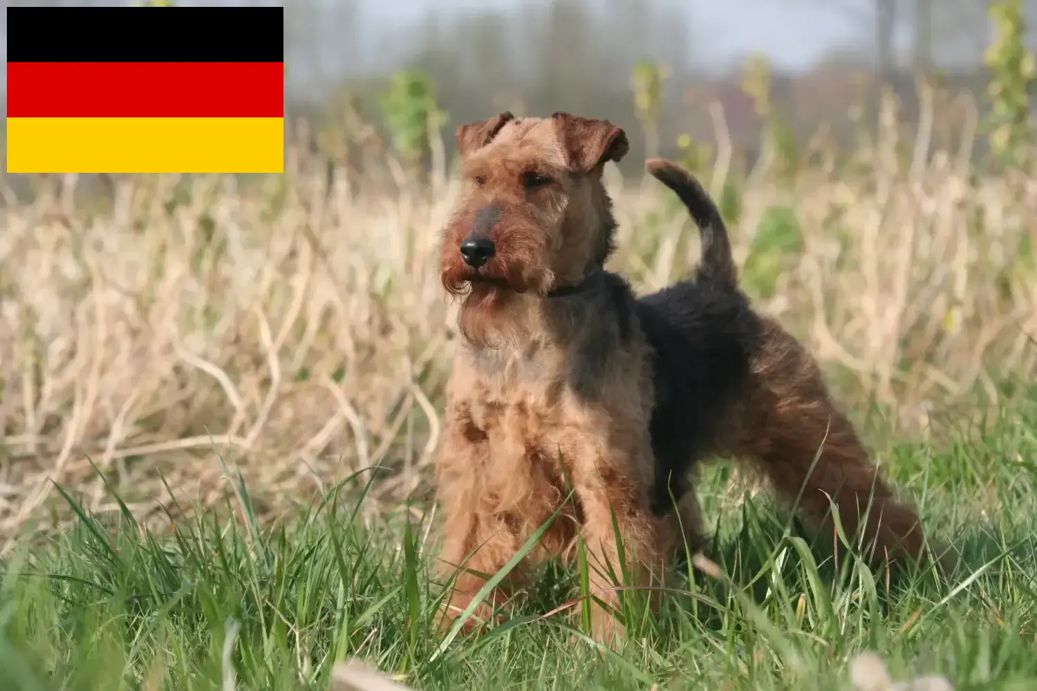 Read more about the article Welsh Terrier breeders and puppies in Germany