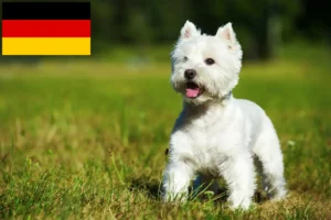 Read more about the article Westie breeders and puppies in Germany