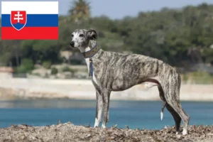 Read more about the article Whippet breeders and puppies in Slovakia