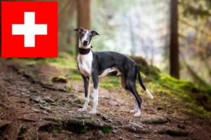 Read more about the article Whippet breeders and puppies in Switzerland