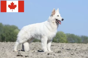 Read more about the article White Swiss Shepherd breeders and puppies in Canada