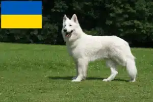 Read more about the article White Swiss Shepherd Dog Breeder and Puppies in Ukraine