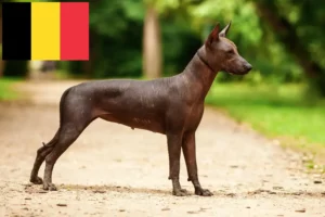 Read more about the article Xolo breeders and puppies in Belgium