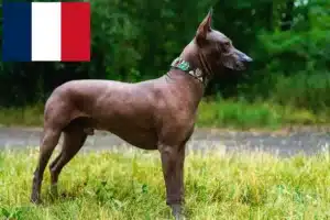 Read more about the article Xolo breeders and puppies in France