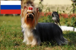 Read more about the article Yorkshire Terrier breeders and puppies in Russia