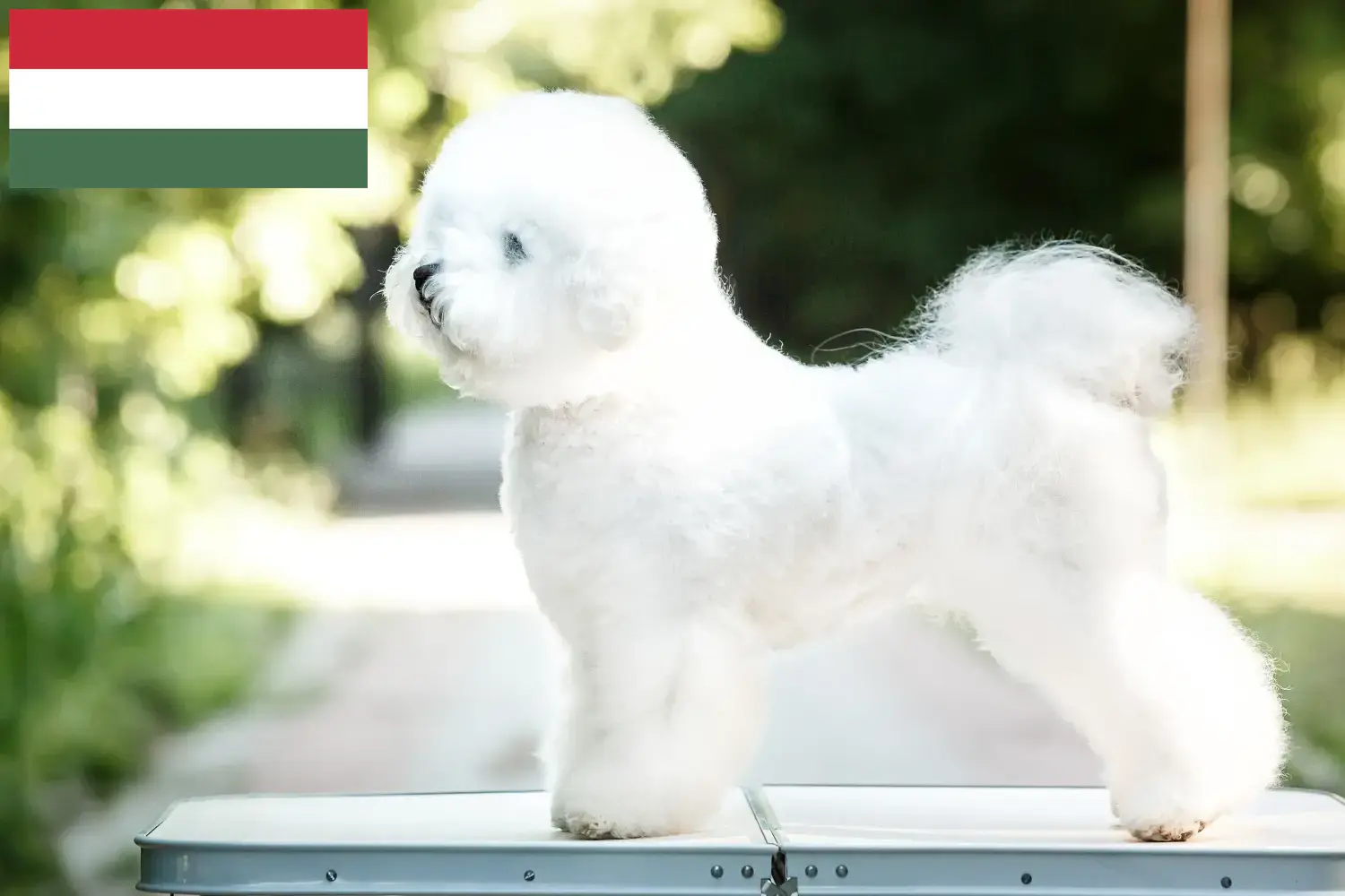 Read more about the article Bichon Frisé breeders and puppies in Hungary