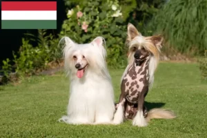 Read more about the article Chinese Crested Dog breeders and puppies in Hungary